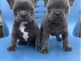 Safkan Egzotik Blue French Bulldog Bebekler