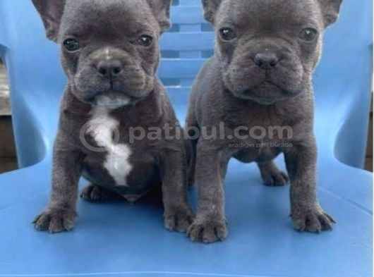 Safkan Egzotik Blue french bulldog Bebekler