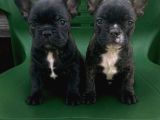 A Kalite French Bull Yavrular Yeni Yuvalarına Hazır