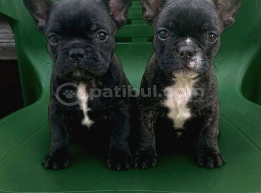 A Kalite French Bull Yavrular Yeni Yuvalarına Hazır