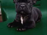 A Kalite French Bull Yavrular Yeni Yuvalarına Hazır