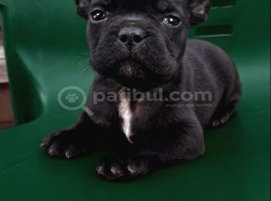 A Kalite French Bull Yavrular Yeni Yuvalarına Hazır görsel