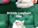 British Yavrular  23 Temmuz Doğumlu
