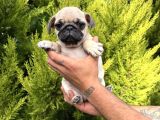 Aşılı Eğitimli Mini Pug Yavru