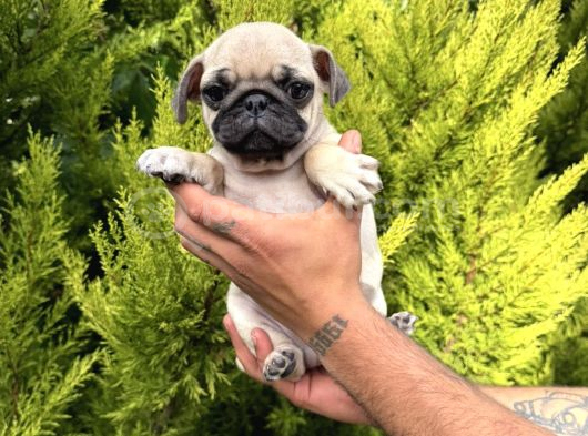 Aşılı Eğitimli Mini Pug Yavru görsel