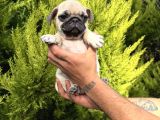 Aşılı Eğitimli Mini Pug Yavru