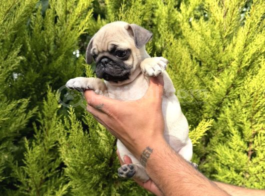 Aşılı Eğitimli Mini Pug Yavru görsel