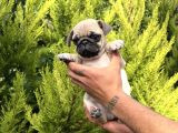 Aşılı Eğitimli Mini Pug Yavru