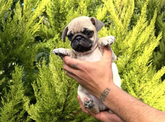 Aşılı Eğitimli Mini Pug Yavru görsel
