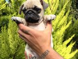Aşılı Eğitimli mini pug yavru