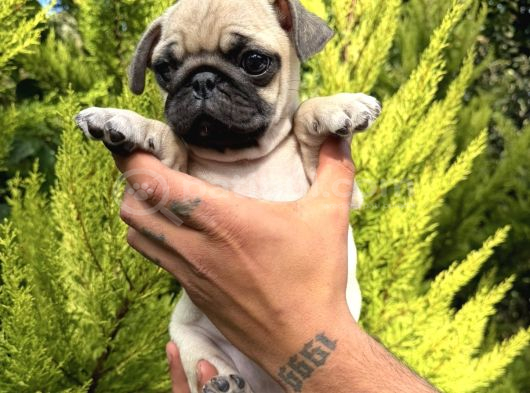 Aşılı Eğitimli Mini Pug Yavru