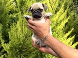 Aşılı Eğitimli Mini Pug Yavru