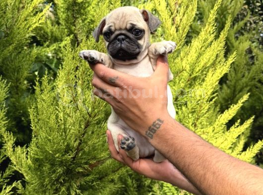 Aşılı Eğitimli Mini Pug Yavru görsel