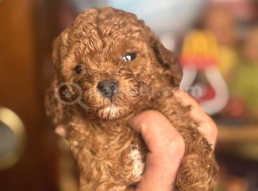 Mi̇ni̇ Boy Toy Poodle Kizimiz görsel