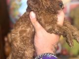 Mi̇ni̇ Boy Toy Poodle Kizimiz