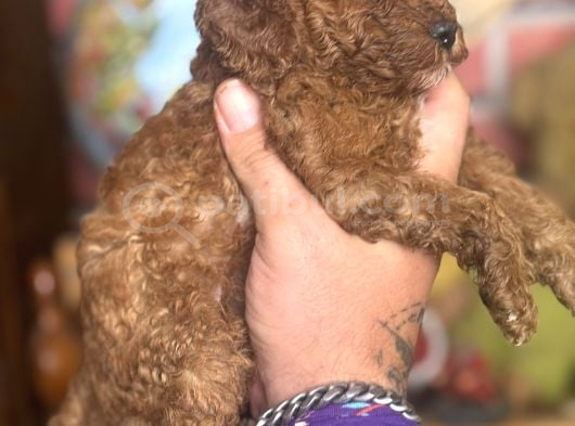 Mi̇ni̇ Boy Toy Poodle Kizimiz görsel