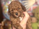 Mi̇ni̇ Boy Toy Poodle Kizimiz