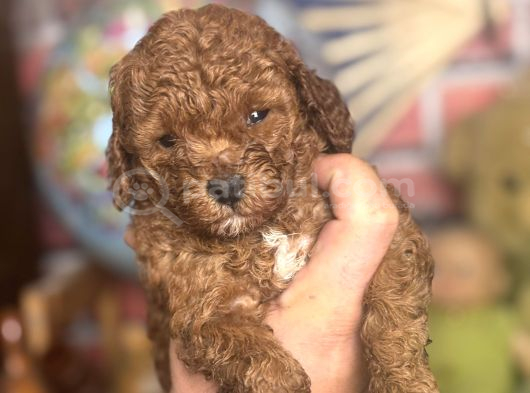 Mi̇ni̇ Boy Toy Poodle Kizimiz görsel