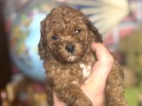 Mi̇ni̇ Boy Toy Poodle Kizimiz