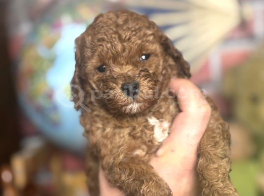 Mi̇ni̇ Boy Toy Poodle Kizimiz görsel