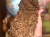 Mi̇ni̇ Boy Toy Poodle Kizimiz