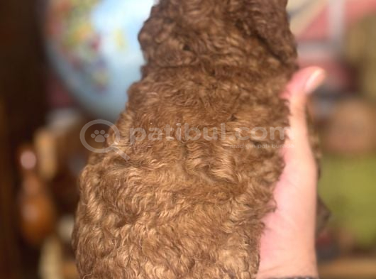Mi̇ni̇ Boy Toy Poodle Kizimiz görsel