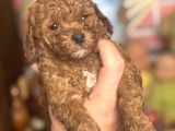 Mi̇ni̇ Boy Toy Poodle Kizimiz