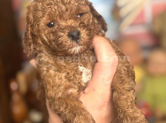 Mi̇ni̇ Boy Toy Poodle Kizimiz görsel
