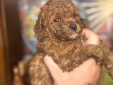 Mi̇ni̇ Boy Toy Poodle Kizimiz