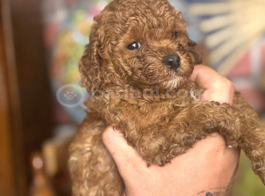 Mi̇ni̇ Boy Toy Poodle Kizimiz görsel