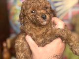 Mi̇ni̇ Boy Toy Poodle Kizimiz