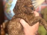 Mi̇ni̇ Boy Toy Poodle Kizimiz