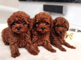 Ankara Toy Poodle Yavrulari