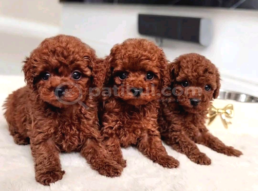 Ankara Toy Poodle Yavrulari