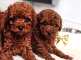 Ankara Toy Poodle Yavrulari