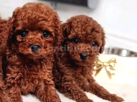 Ankara Toy Poodle Yavrulari görsel