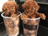 Ankara Toy Poodle Yavrulari