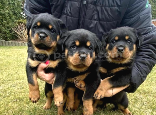 Ankara Rotweiller Yavrulari