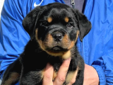 Ankara Rotweiller Yavrulari