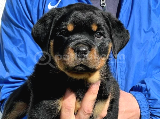 Ankara Rotweiller Yavrulari görsel