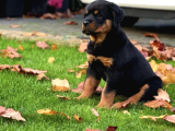 Ankara Rotweiller Yavrulari