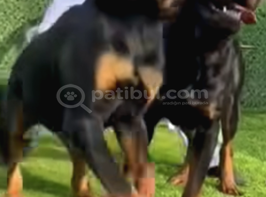 Ankara Rotweiller Yavrulari görsel