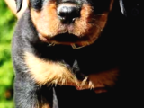 Ankara Rotweiller Yavrulari