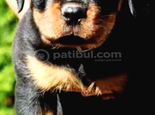 Ankara Rotweiller Yavrulari görsel
