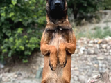 Ankara Belçi̇ka Kurdu Yavrulari