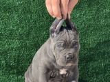Irk Garantili Cane Corso Yavrular  Sağlıklı Ve Bakımlı