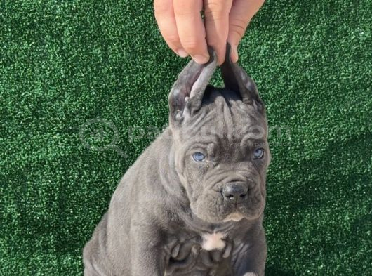 Irk Garantili Cane Corso Yavrular  Sağlıklı Ve Bakımlı görsel