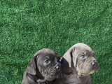 Irk Garantili Cane Corso Yavrular  Sağlıklı ve Bakımlı