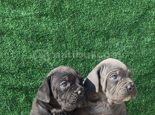 Irk Garantili Cane Corso Yavrular  Sağlıklı ve Bakımlı