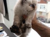 Perisan Orjinal Iran Kedisi